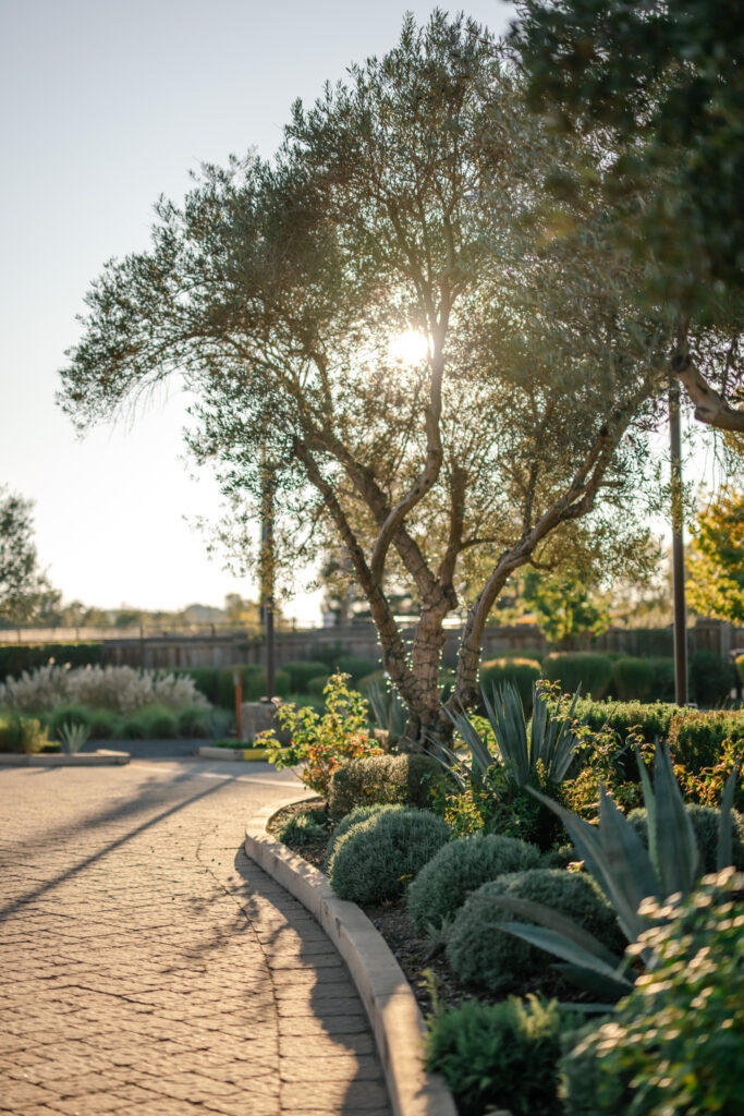 Carneros Engagement Photography