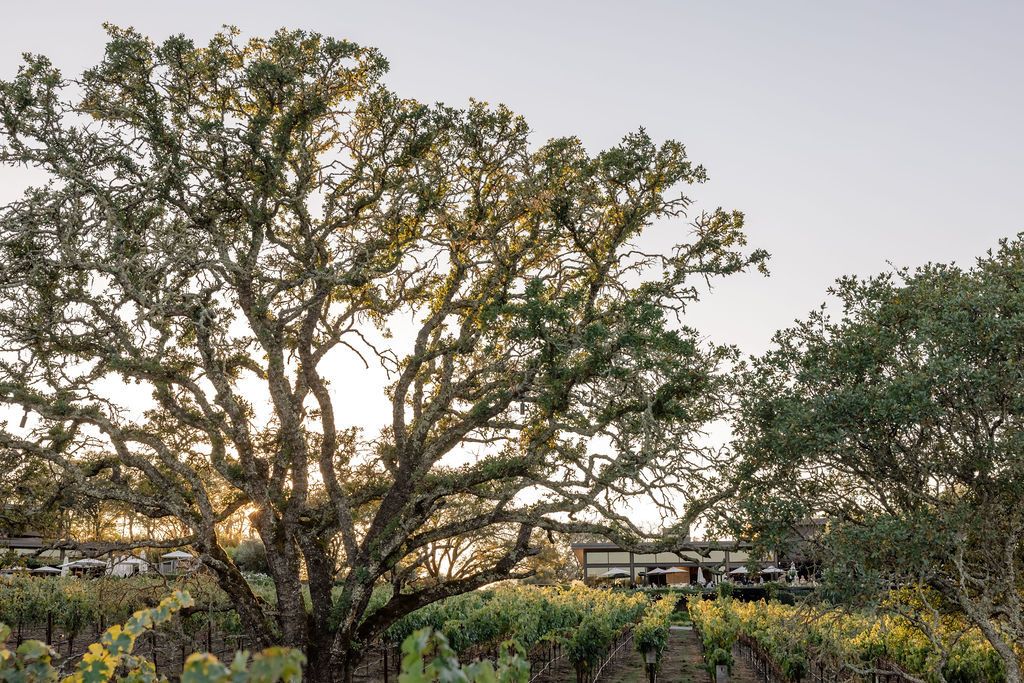 Golden hour light filtering through oak trees above the vineyards at Montage Healdsburg